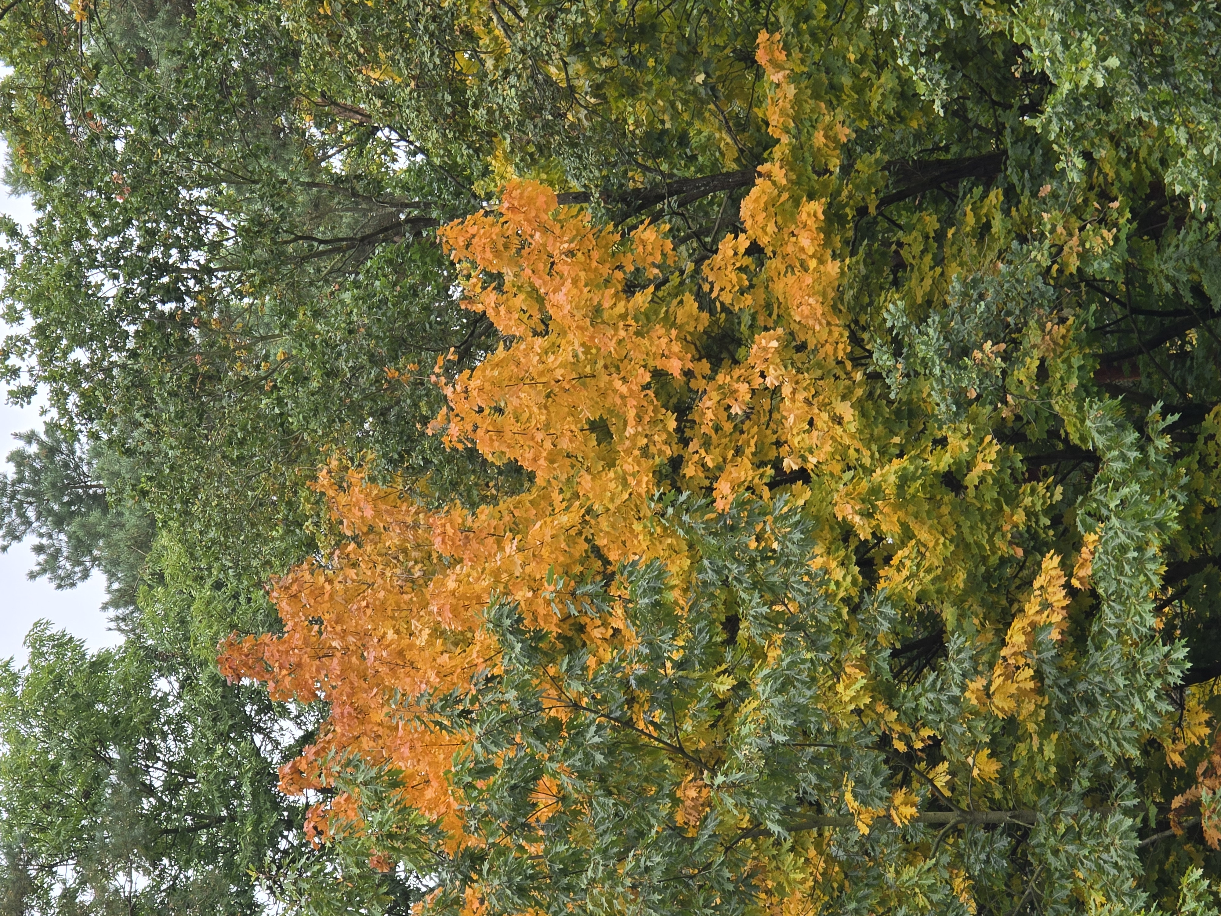 Okoliczne zalesienie w pięknych jesiennych barwach przy Domu Dolańskiego