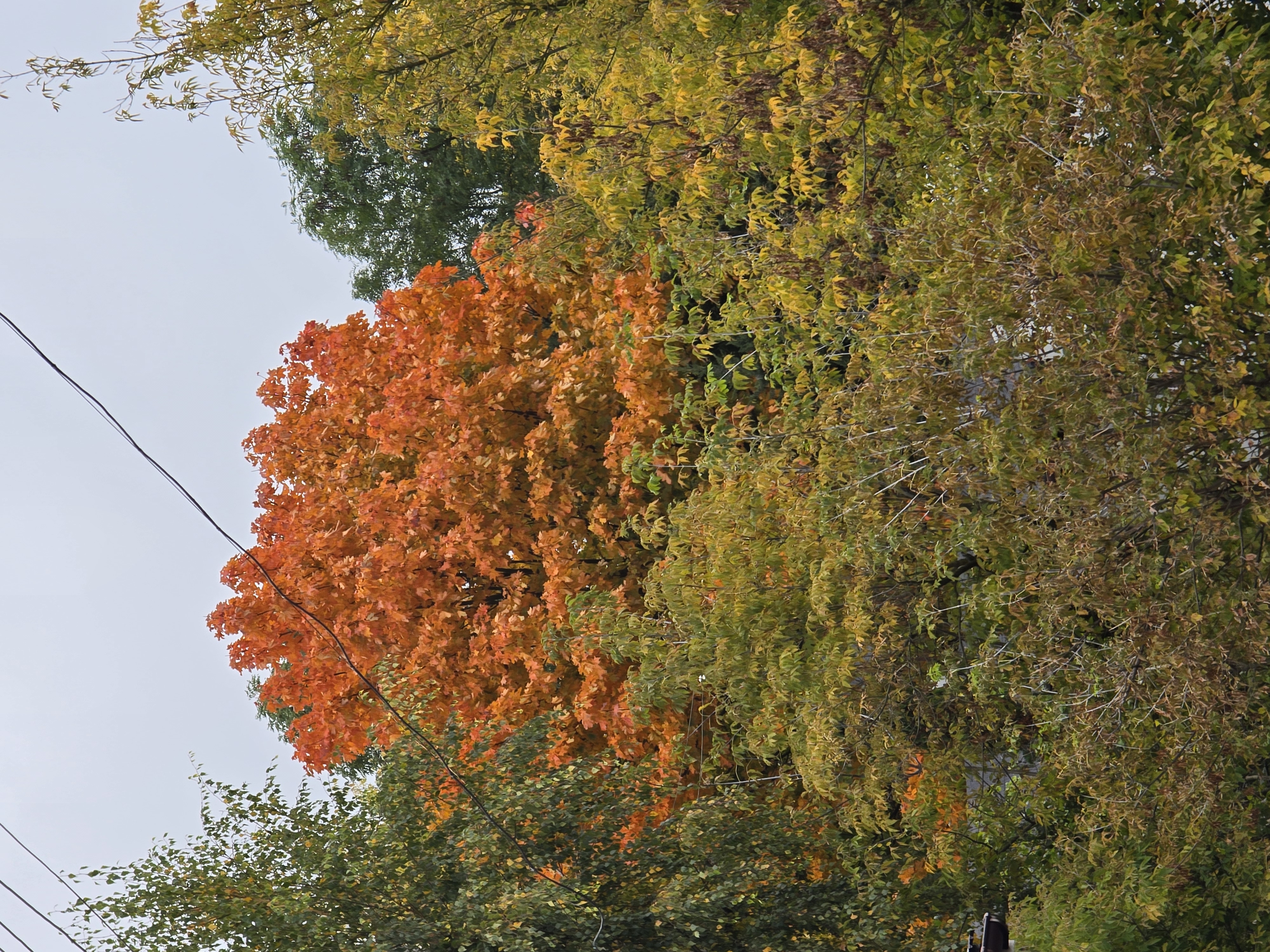 Okoliczne zalesienie w pięknych jesiennych barwach przy Domu Dolańskiego