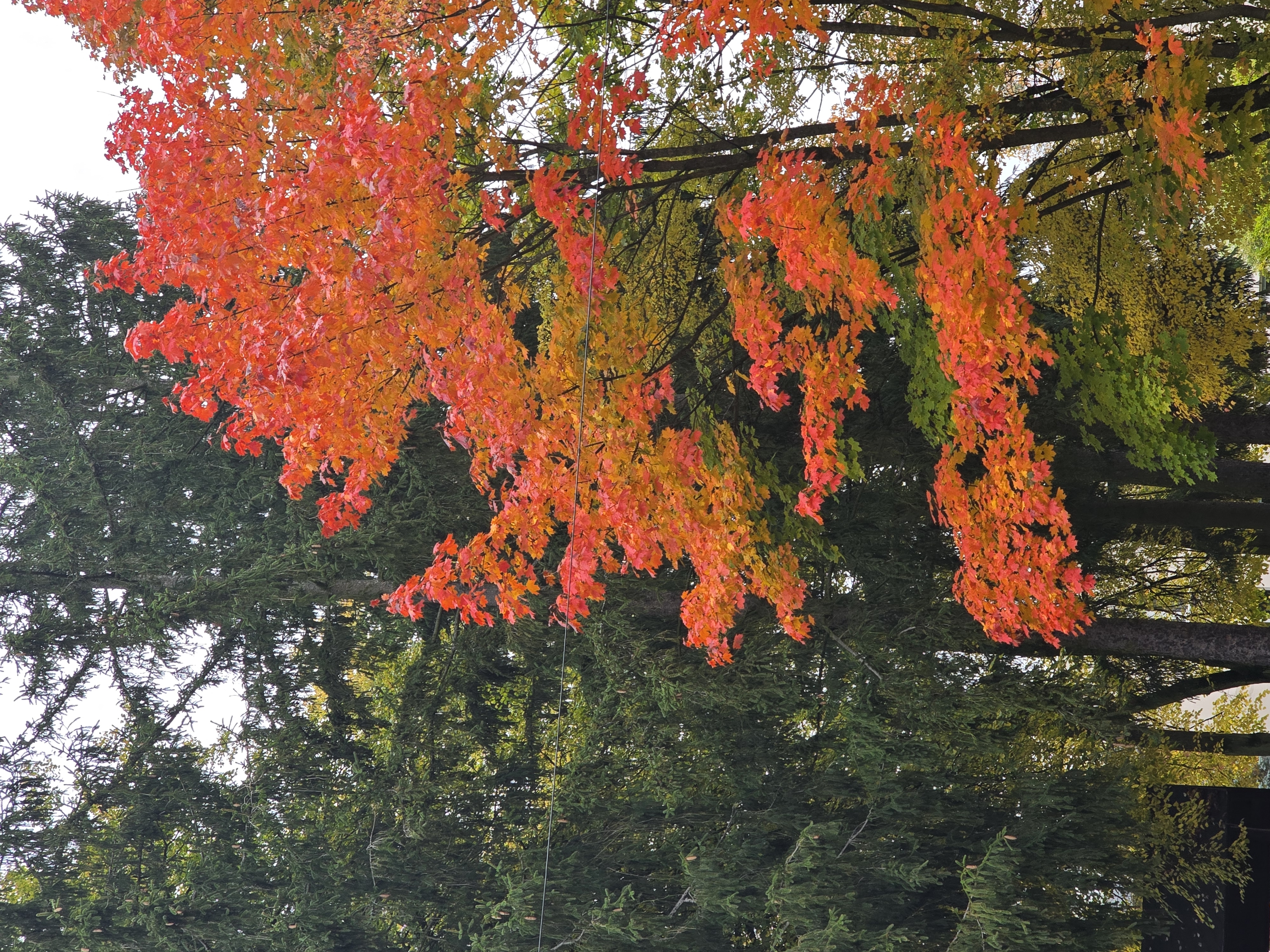Okoliczne zalesienie w pięknych jesiennych barwach przy Domu Dolańskiego